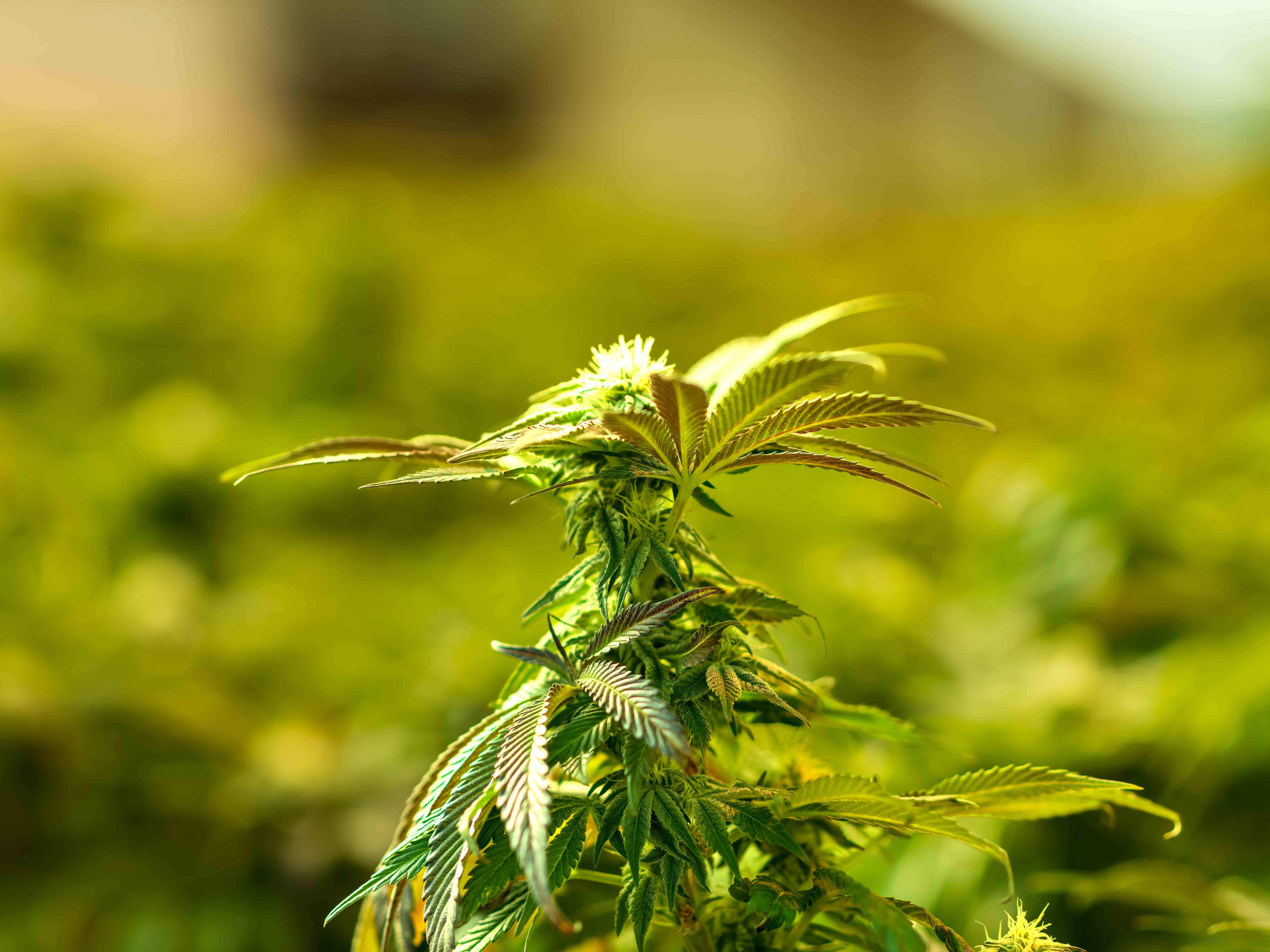 Cannabis (legal grow) composite - shot on location in Central Oklahoma licensed cannabis composite indoor grow shot on location central oklahoma